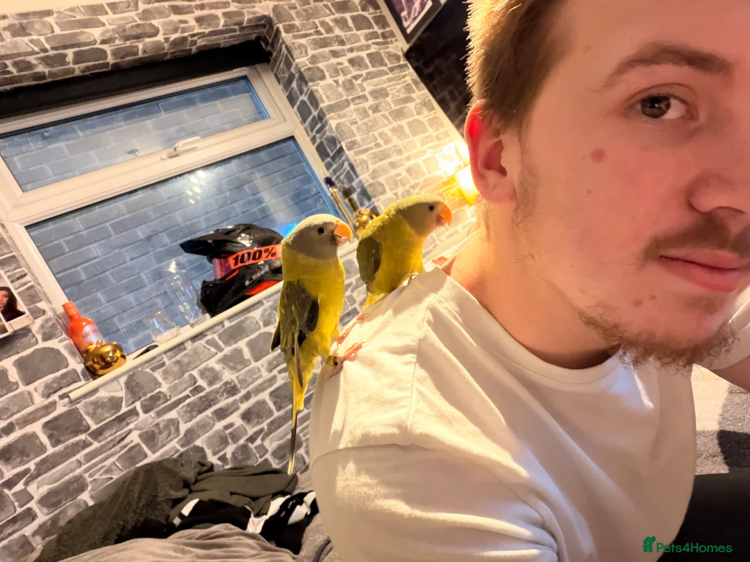 Parakeets birds for sale: 2 PlumbHead parakeets with all included  in Derby - Advert 6