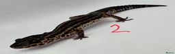 Leopard Gecko reptiles for sale: 2024 female black night leopard geckos - Advert 2