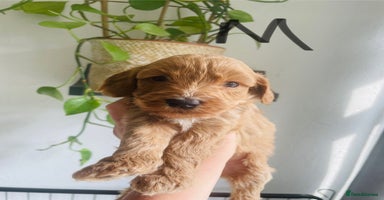 Cockapoo dogs - Advert 16
