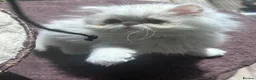 Persian cats for sale: Beautiful Male Kitten Looking for His Forever Home - Advert 6