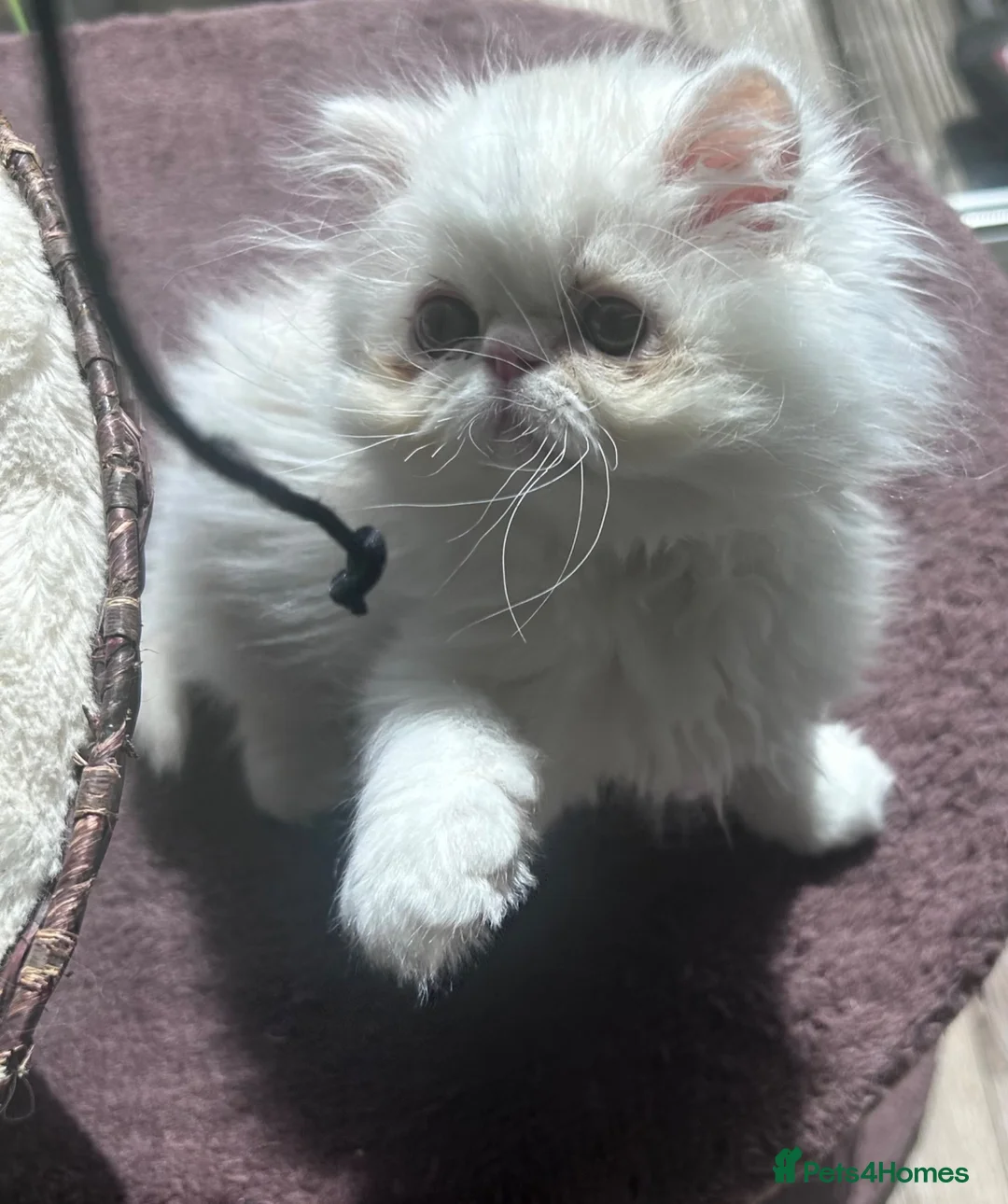 Persian cats for sale: Beautiful Male Kitten Looking for His Forever Home - Advert 2