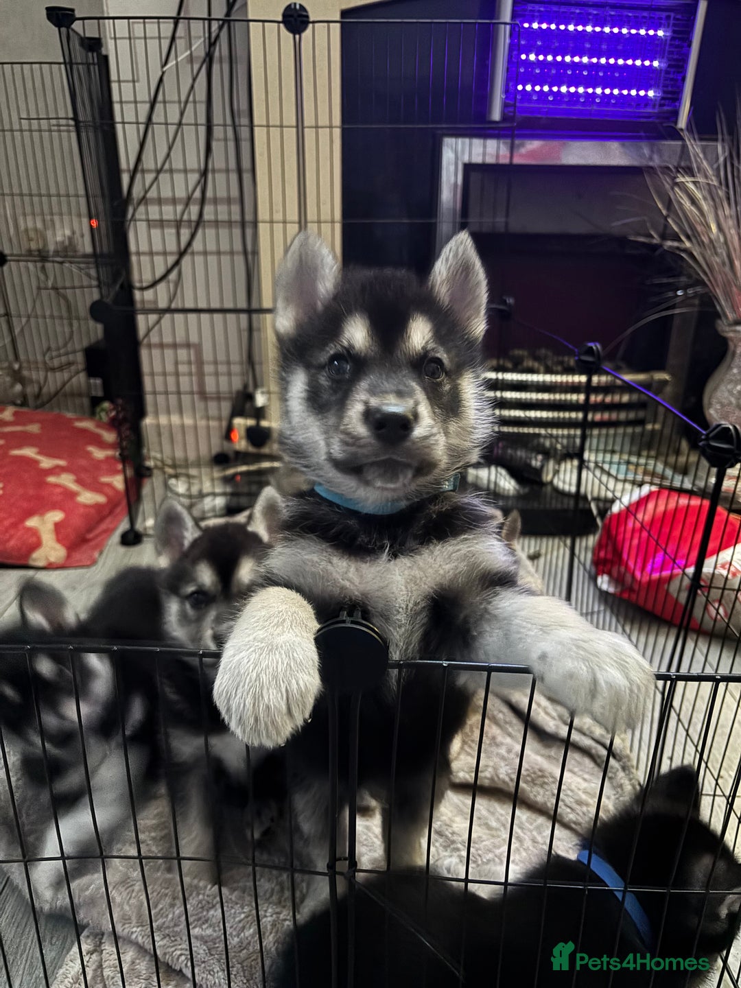 Shepsky dogs for sale: Siberian husky hybrids  - Image 1
