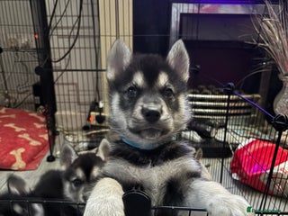 Shepsky dogs - Advert 6