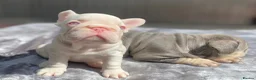 French Bulldog dogs for sale: 7 beautiful French bulldog puppies  - Advert 4