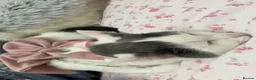 Domestic Shorthair cats for sale: Snow  - Advert 4