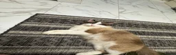 Ragdoll cats for sale: Ragdoll  - Advert 2