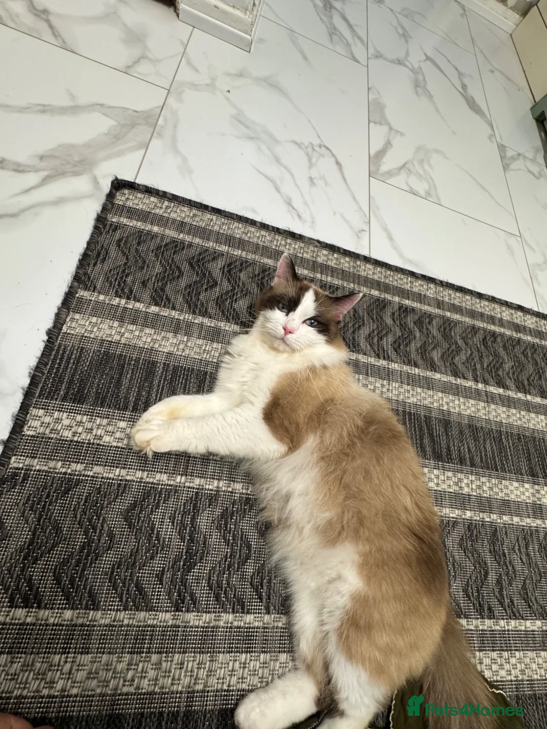 Ragdoll cats for sale: Ragdoll  - Advert 2
