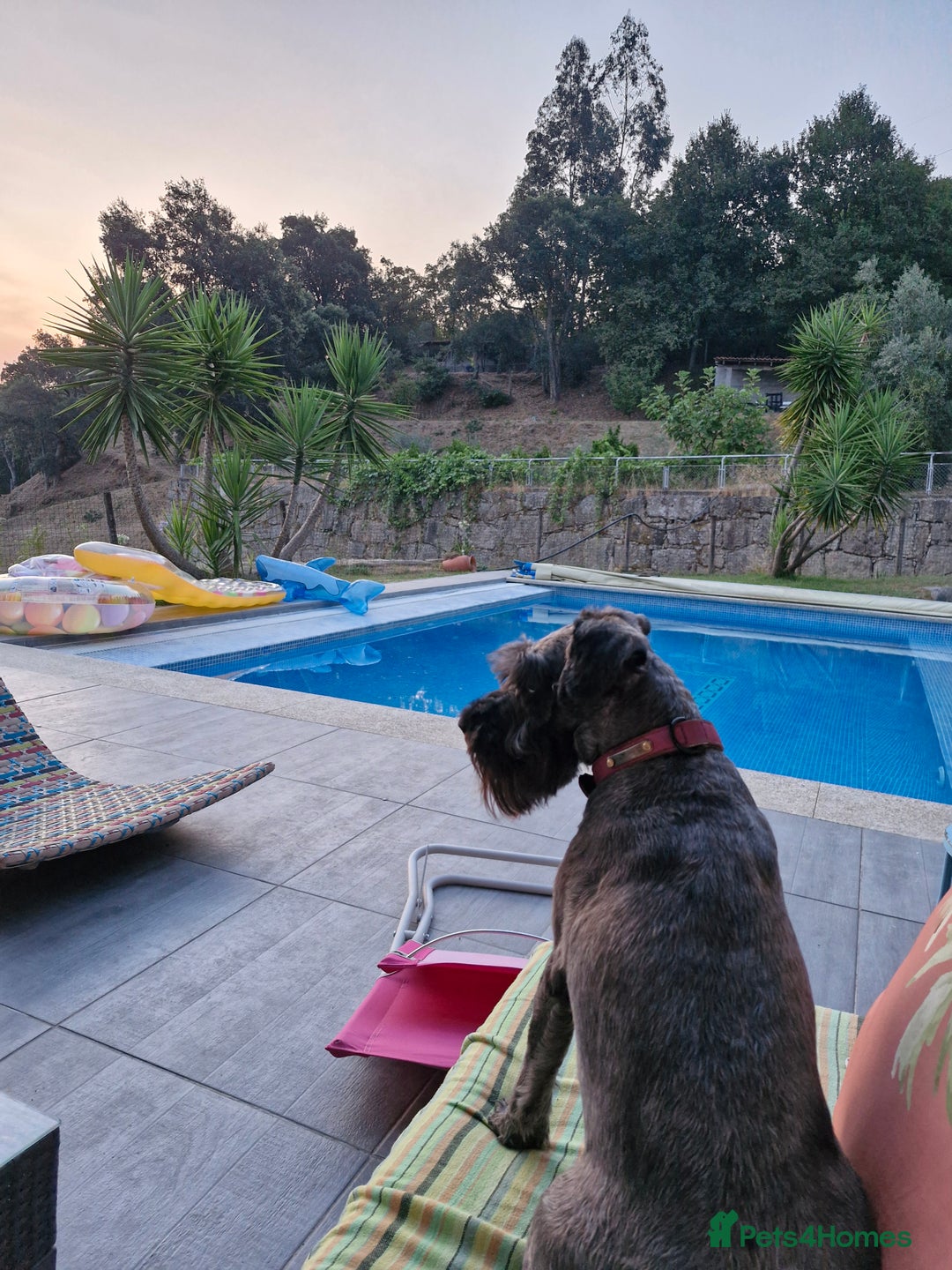 Miniature Schnauzer dogs for sale: Miniature Schnauzer puppies  - Advert 14