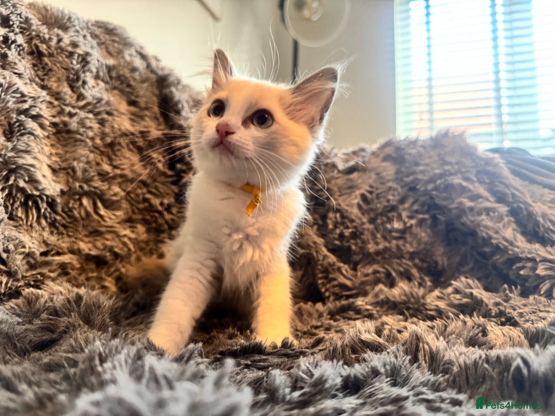 Ragdoll cats for sale: Gorgeous Pedigree Ragdolls  - Image 3