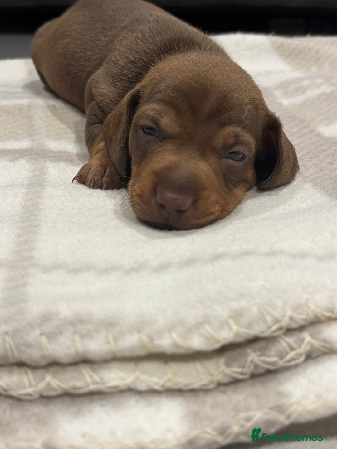 Miniature Dachshund dogs for sale: Miniature dachshund  - Advert 30