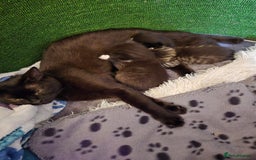 Mixed Breed cats for sale: Mixed ragdoll x siberian  - Image 8