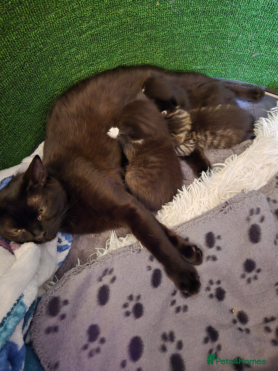 Mixed Breed cats for sale: Mixed ragdoll x siberian  - Image 8