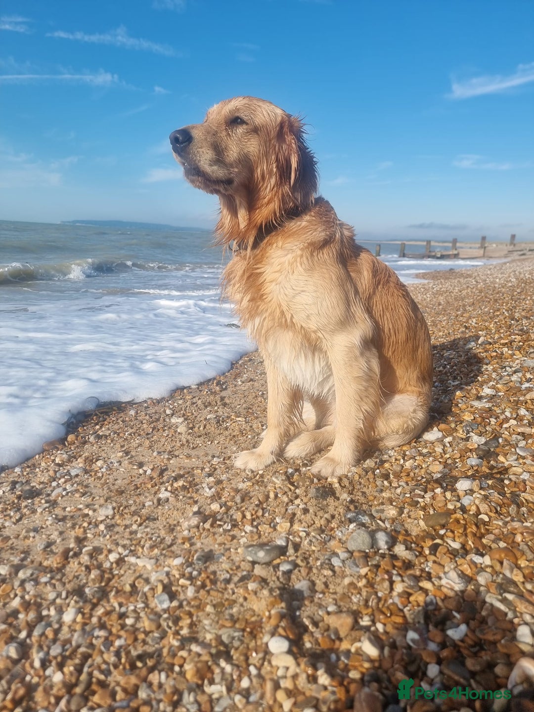 Golden Retriever dogs for stud: Golden Retriever Stud Dog – Northampton  - Advert 6