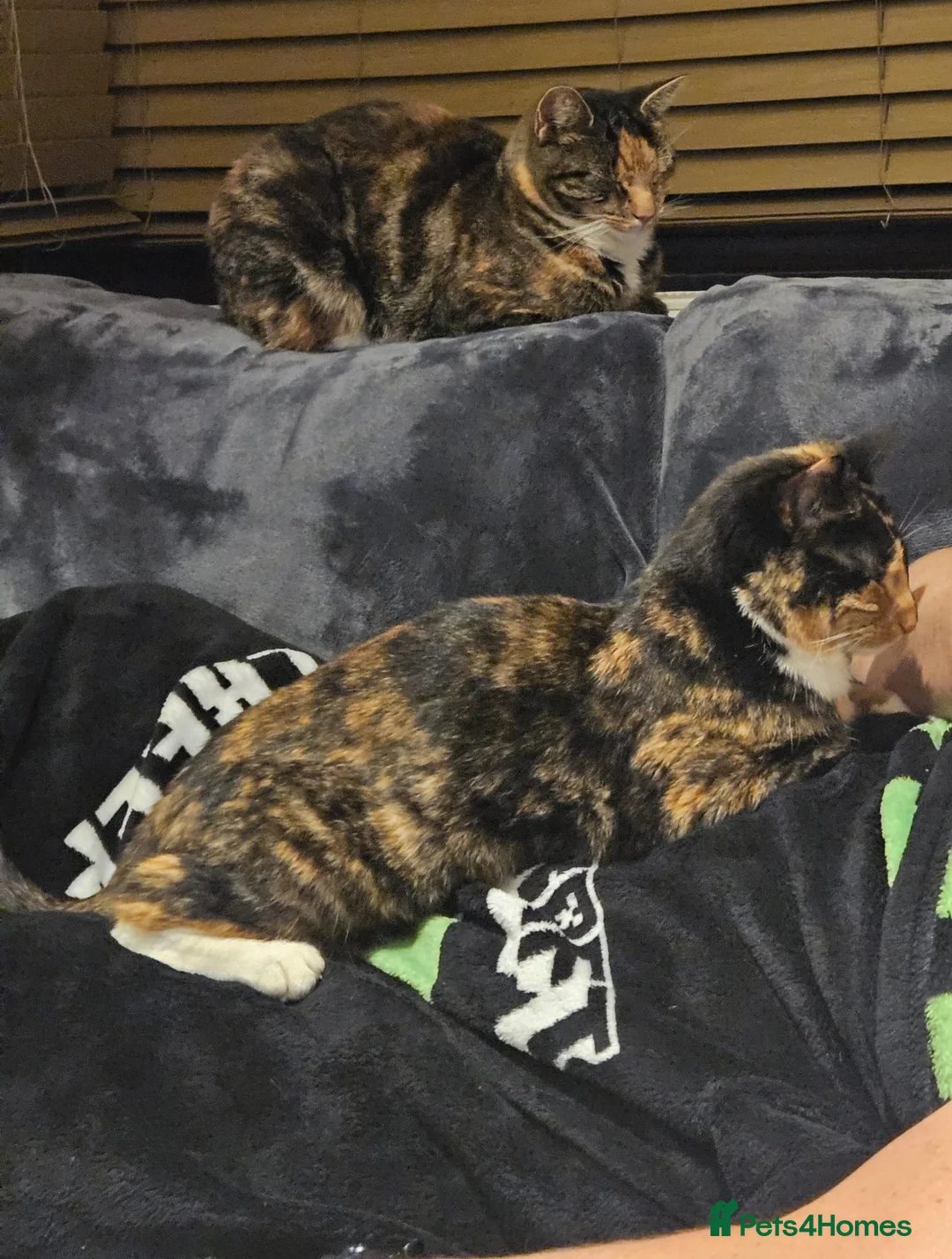 British Shorthair cats for sale: Pair of Cats  **  in Llanelli - Advert 2