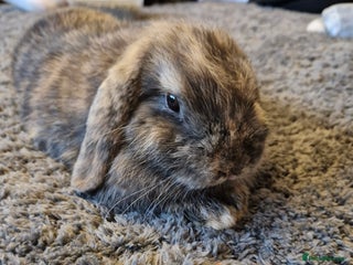Mini Lop rabbits mini lop baby rabbit left Sold waiting collection - Advert 16
