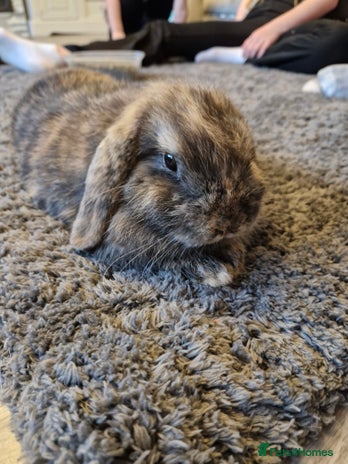 Mini Lop rabbits 1 mini lop baby rabbit looking like a girl - Advert 2
