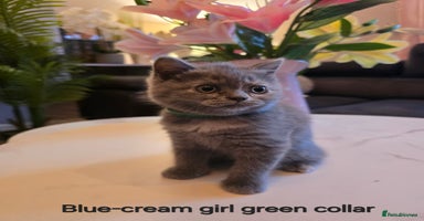 British Shorthair cats - Advert 10