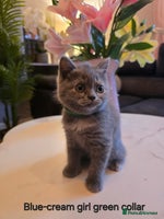 British Shorthair cats - Advert 10