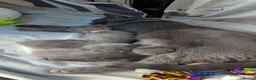 Russian Blue cats for sale: Russian blue kittens  - Advert 5