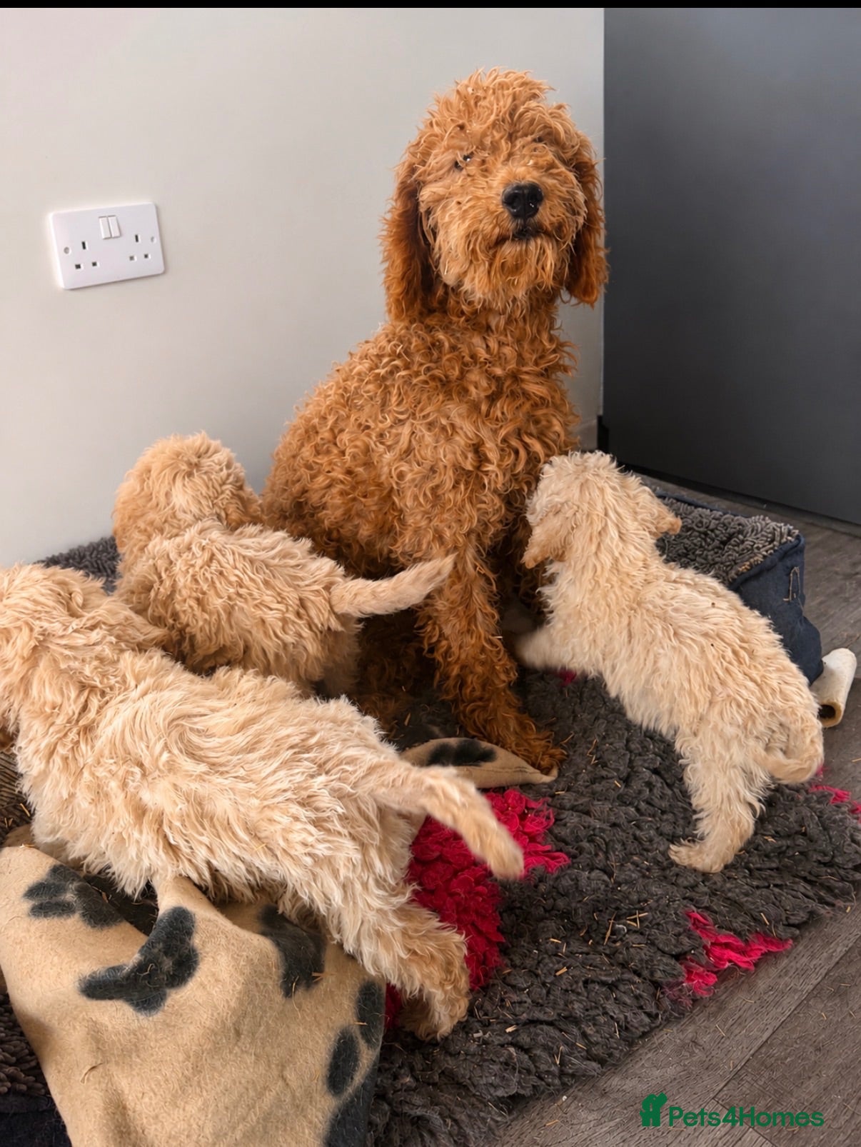 Cockapoo dogs F1b cockerpoos ready tomorrow  - Advert 1