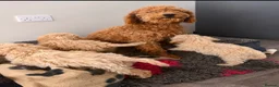 Cockapoo dogs for sale: F1b cockerpoos ready tomorrow  - Advert 1
