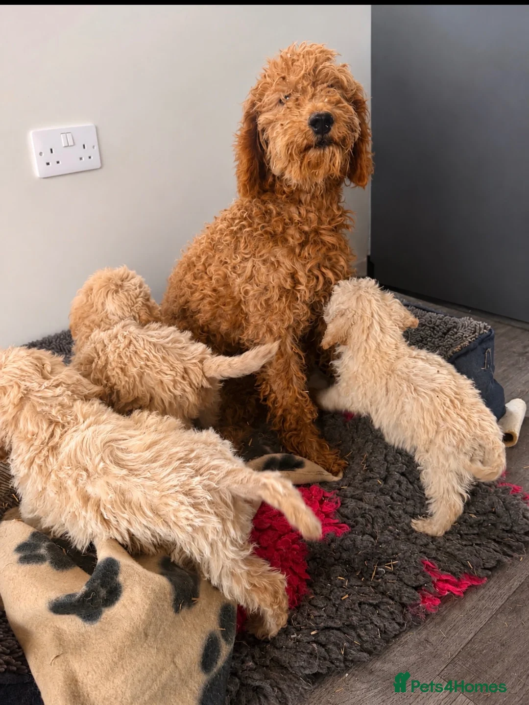Cockapoo dogs for sale: F1b cockerpoos ready tomorrow  - Advert 1