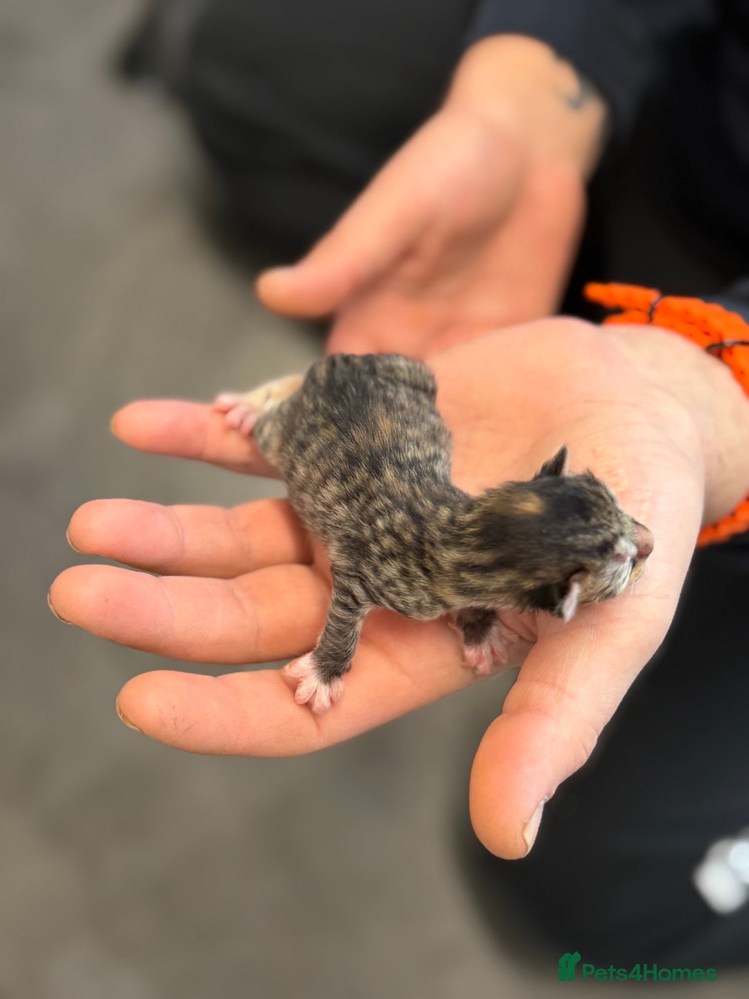 Mixed Breed cats for sale: 5 adorable kittens - Advert 4