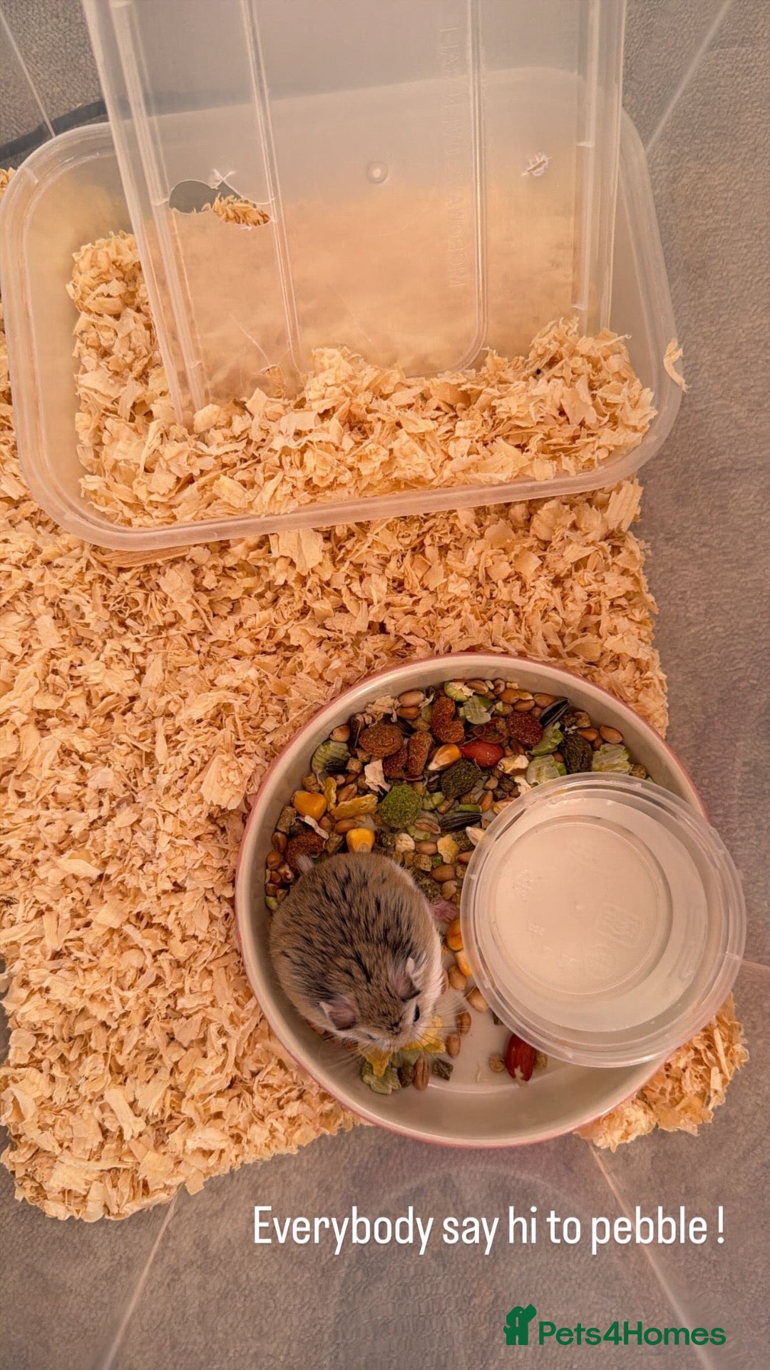 Hamster rodents Roborovski dwarf hamster - Advert 1