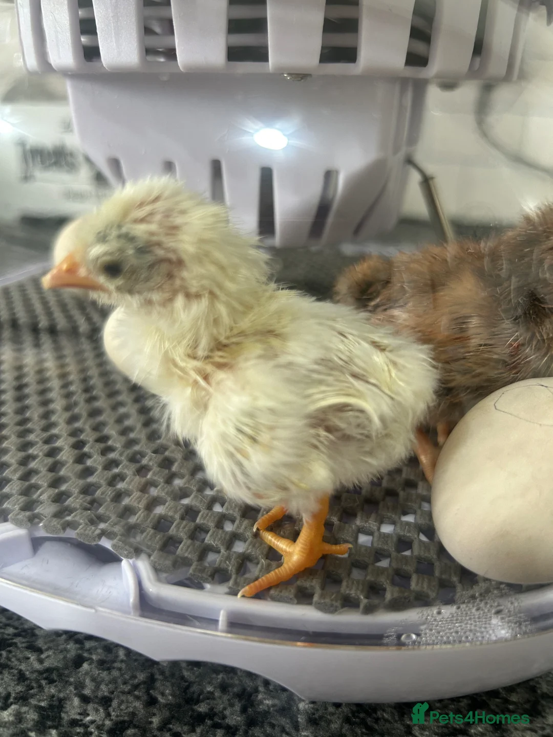 Chickens poultry for sale: Serama chicks and hatching eggs  - Advert 1