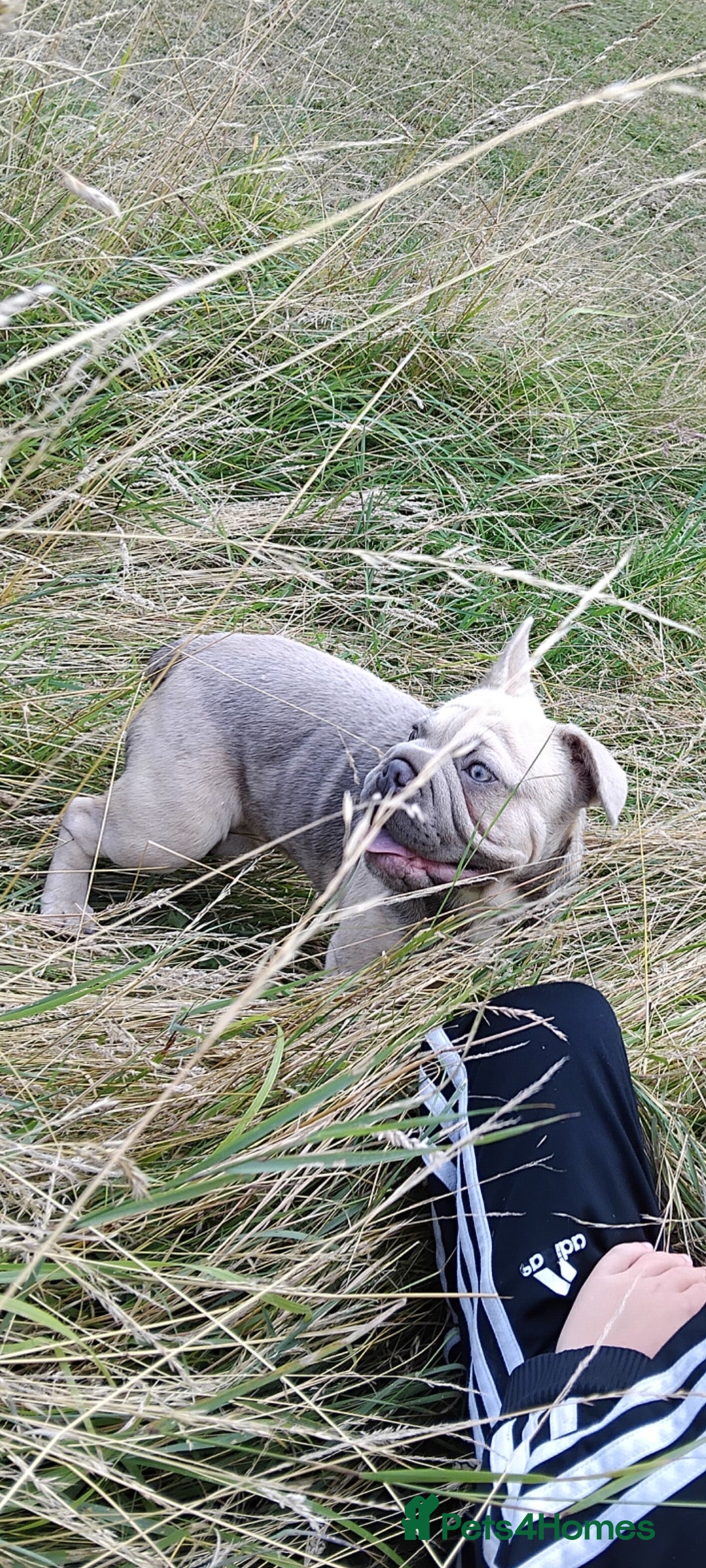 French Bulldog dogs for sale: French bulldog full ** 18 week pup girl  - Image 2