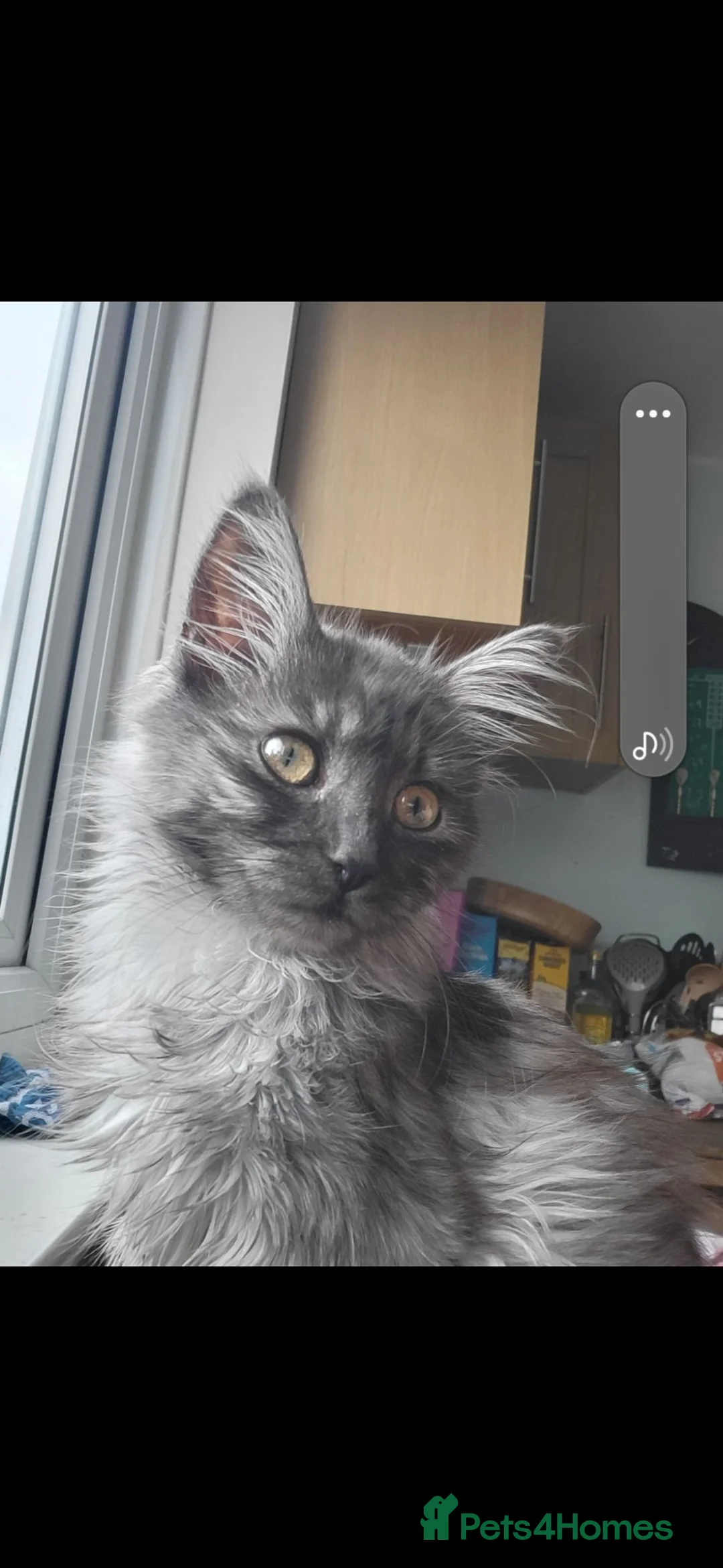 Mixed Breed cats for sale: 2 kitten  - Advert 4