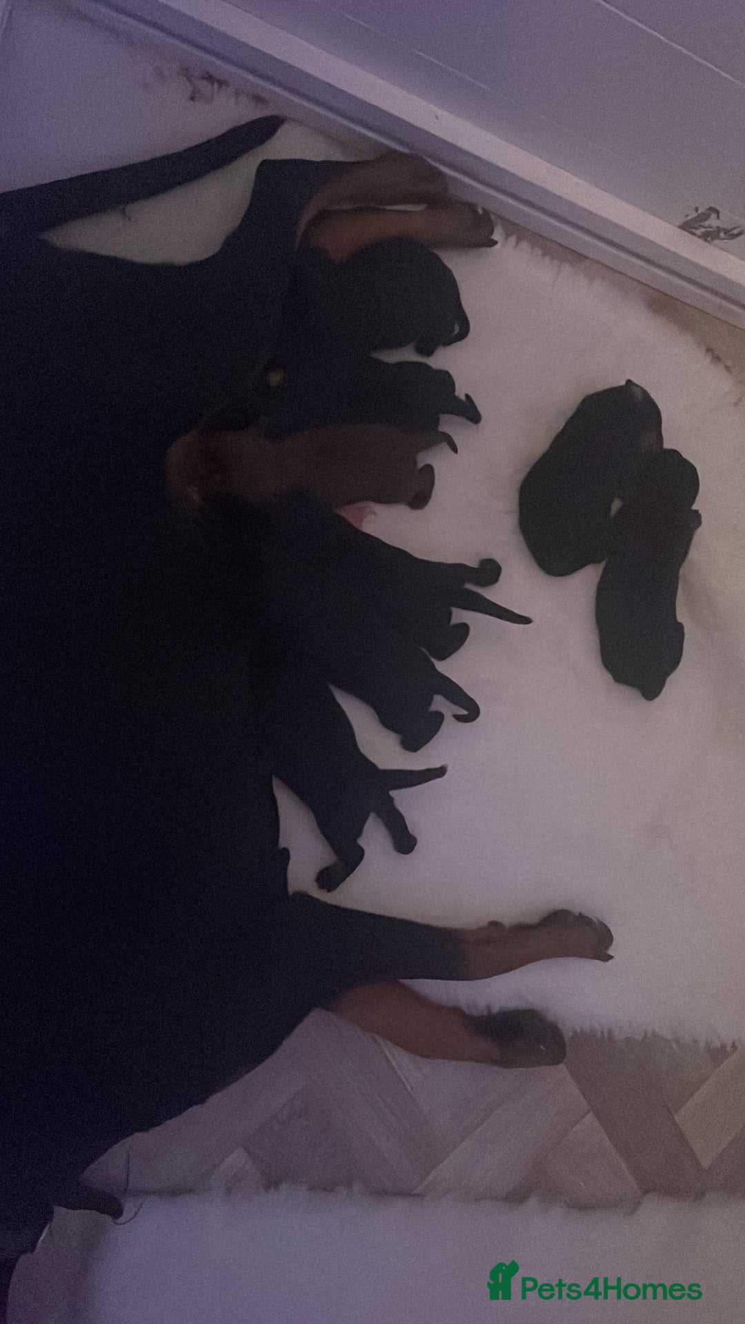 Dobermann dogs for sale: KC REG Fully health tested parents - Image 31
