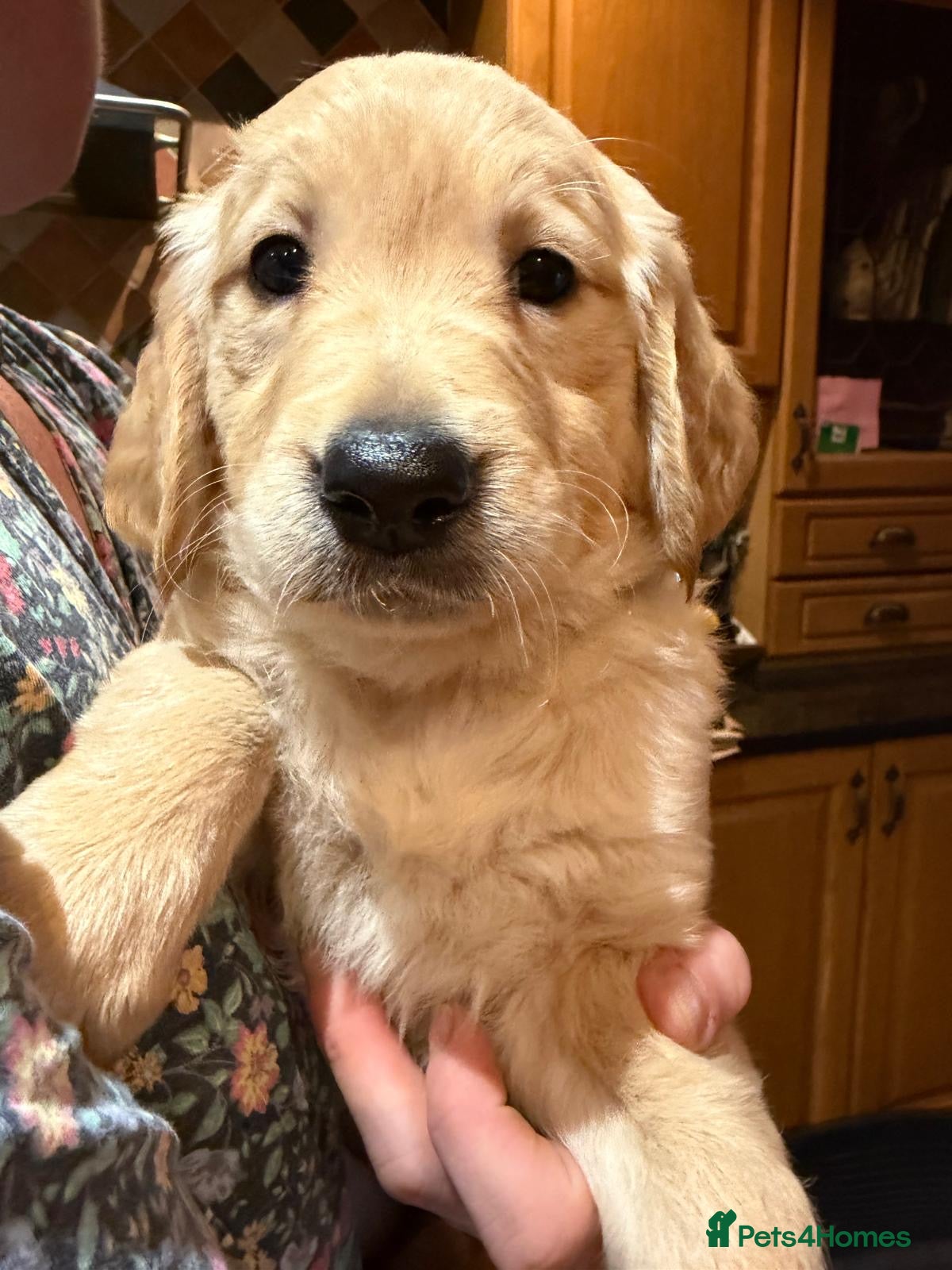 Golden Retriever dogs KC Registered Golden Retriever Puppies - Advert 2