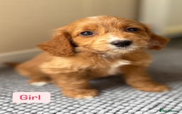 Cockapoo dogs for sale: 6 stunning cockapoo puppies  - Image 29
