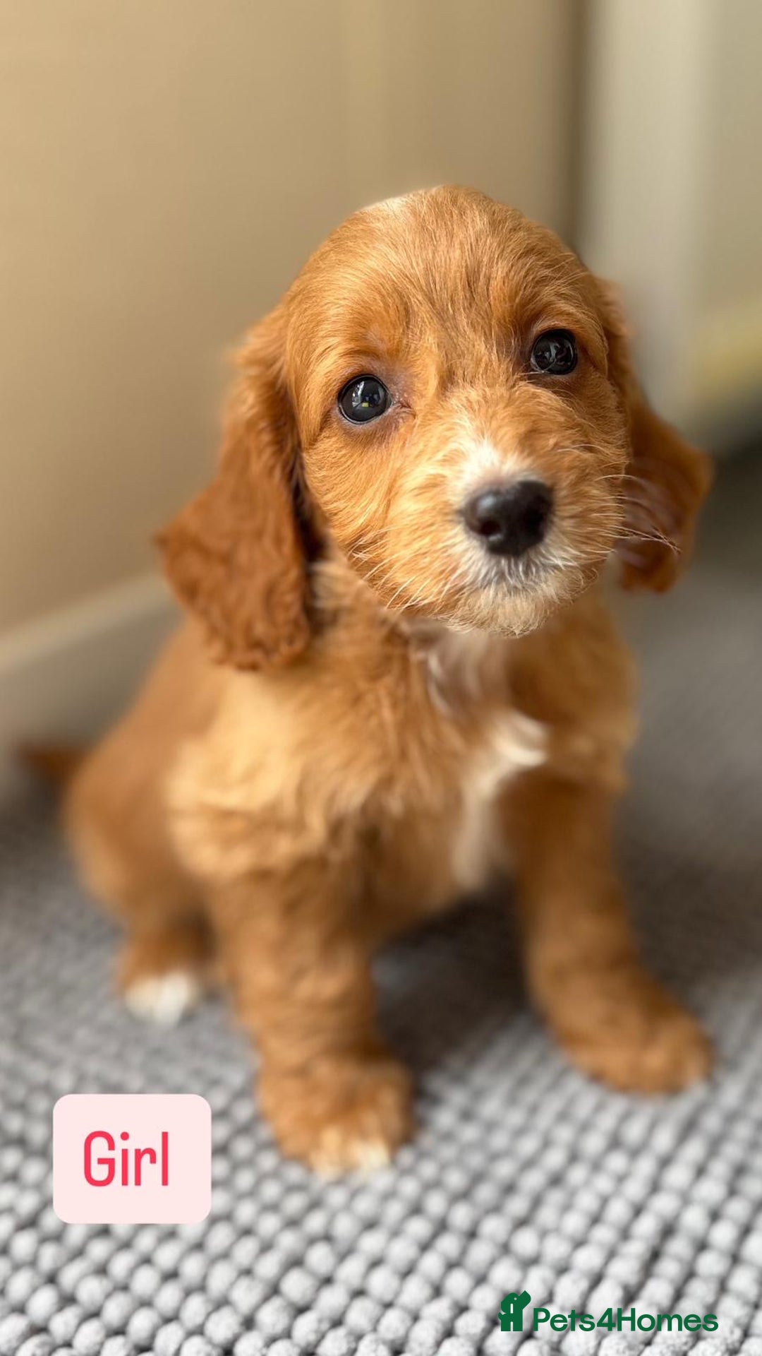 Cockapoo dogs for sale: 6 stunning cockapoo puppies  - Image 29
