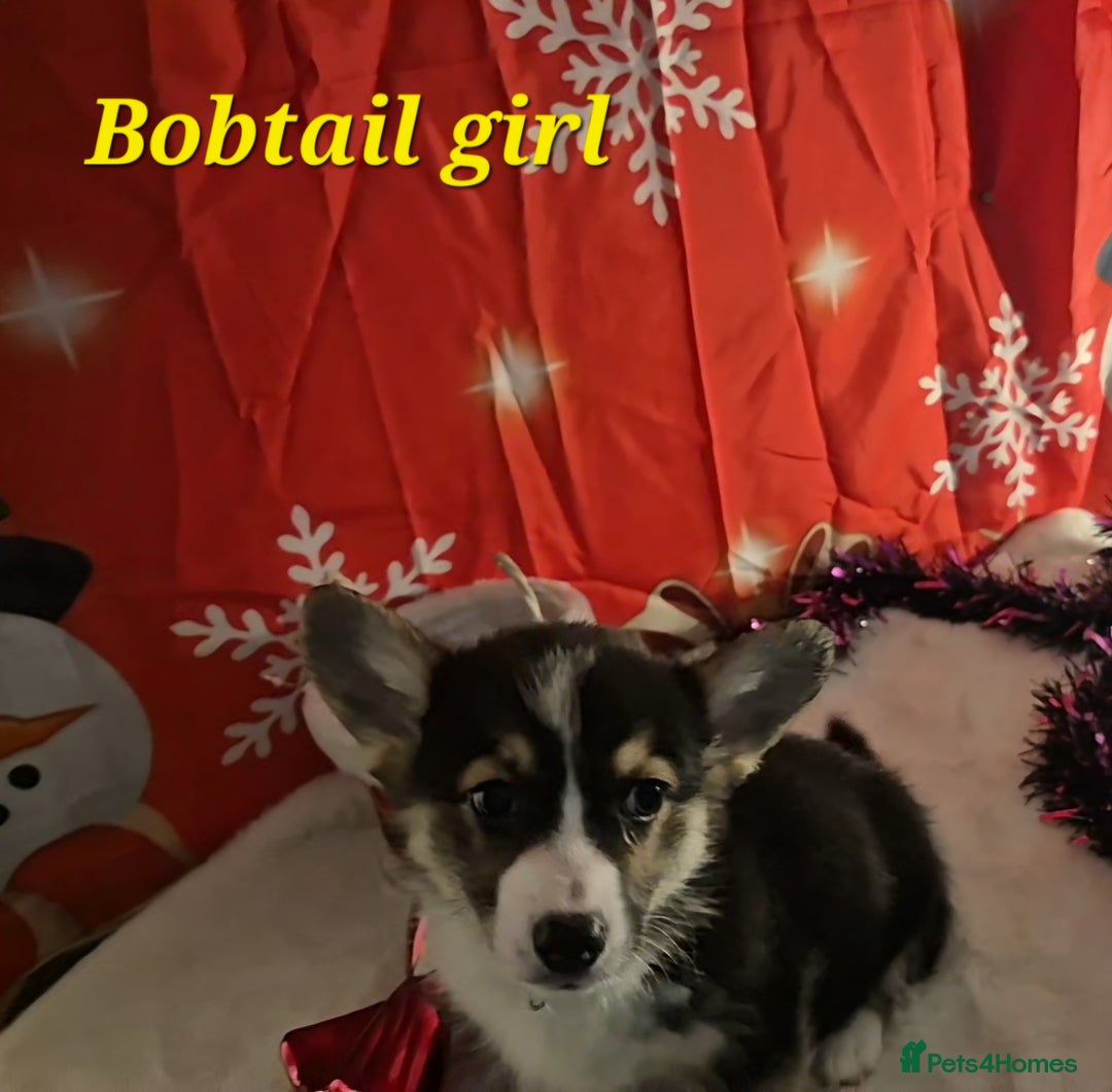 Welsh Corgi Pembroke dogs for sale: Kc reg Serbian lined bob & longtail - Advert 17