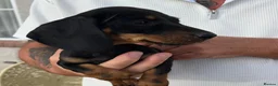 Miniature Dachshund dogs for sale: Beautiful miniature Dachunds - Advert 10