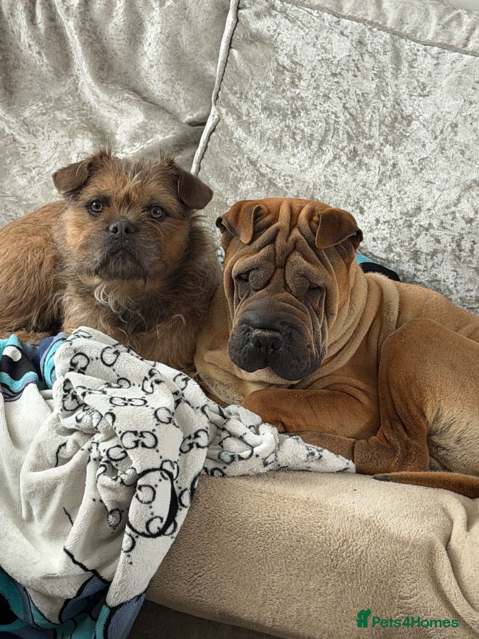 Mixed Breed dogs Gorgeous little of Shar pies cross French bulldog  - Advert 1