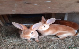 Rex rabbits for sale: Standard orange rex females - Image 6