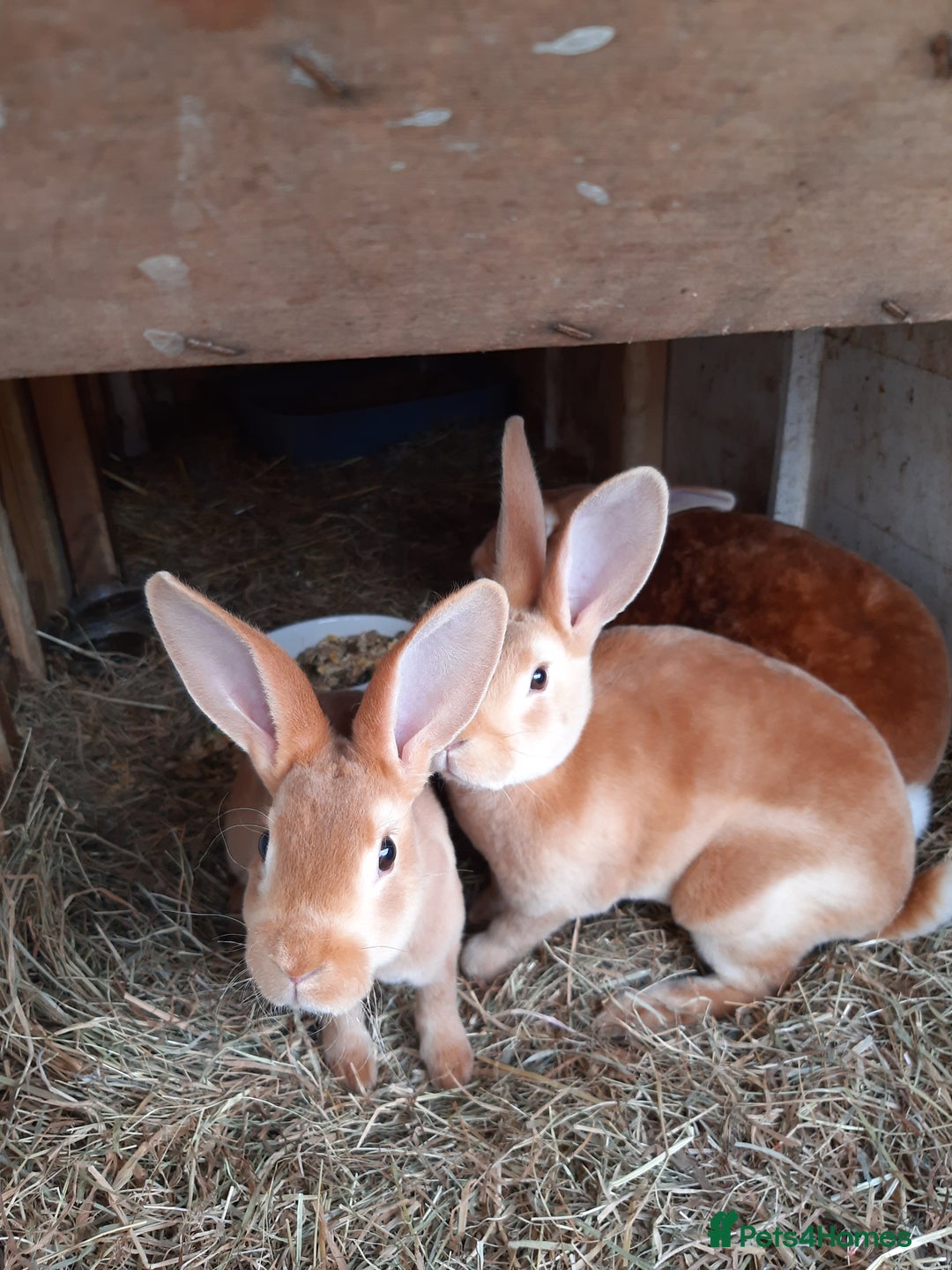 Rex rabbits for sale: Standard orange rex females - Image 6