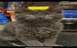 Maine Coon cats for sale:  2 beautiful maine coon kittens left - Image 4