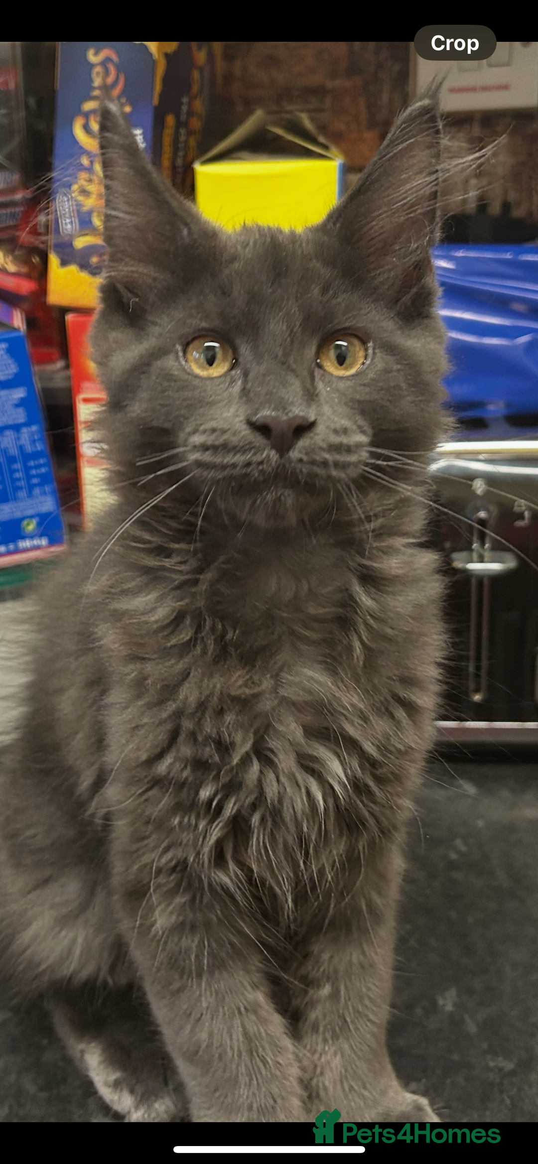 Maine Coon cats for sale:  2 beautiful maine coon kittens left - Image 4