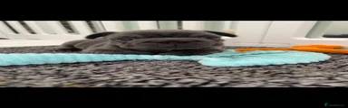 French Bulldog 4