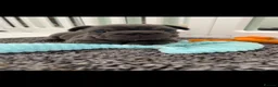 French Bulldog dogs for sale: Floodle pups  in Basildon - Advert 8