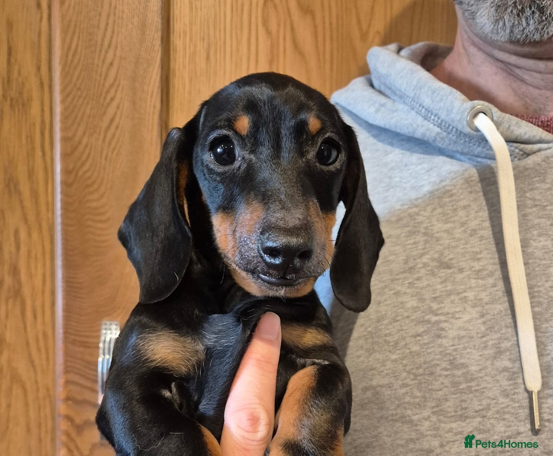 Miniature Dachshund dogs for sale: Champion sired dog puppy - Advert 1