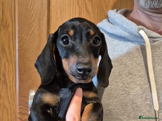 Miniature Dachshund dogs Champion sired dog puppy - Advert 9