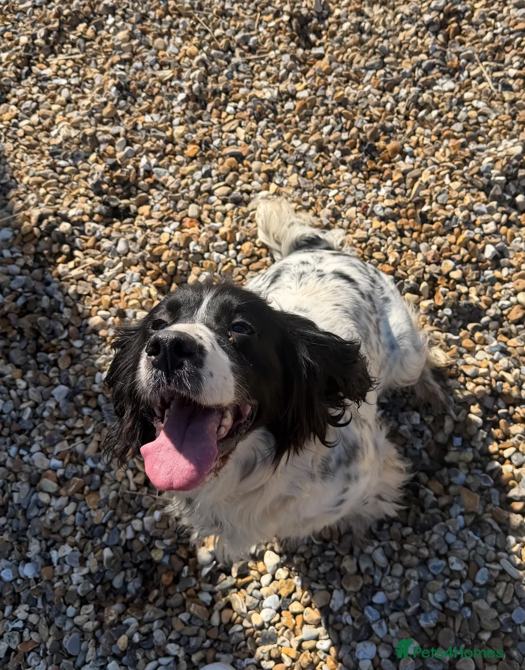Cocker Spaniel dogs for sale: Cocker spaniel puppy’s  - Advert 8