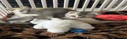 Scottish Fold cats for sale: Scottish Fold  kittens ❤️READY TO LEAVE ❤️ - Advert 6