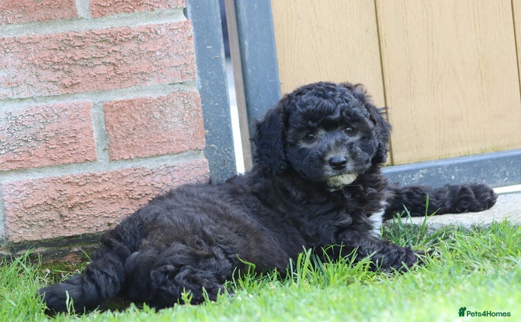 Cavapoochon dogs - Advert 1