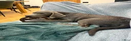 Labrador Retriever dogs for sale: Perfect health tested Silver & Charcoals  - Advert 24